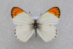 Colotis evagore