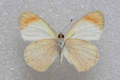 Colotis evagore