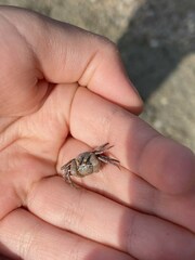 Scopimera