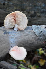 Rhodotus palmatus