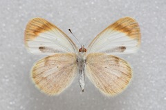 Colotis evagore