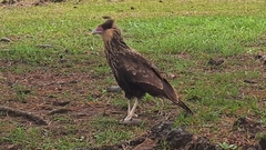 Caracara plancus