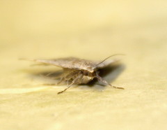 Acantholipes trimeni
