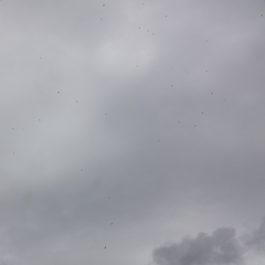 Hirundapus caudacutus