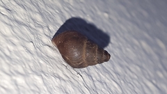 Tudorinae