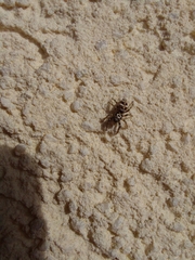 Salticus