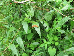 Emesis russula