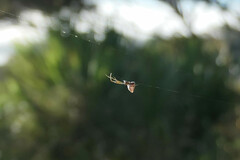Argyrodes antipodianus