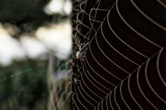Argyrodes antipodianus