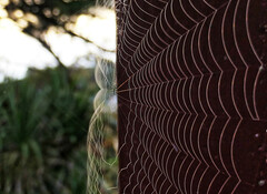 Argyrodes antipodianus