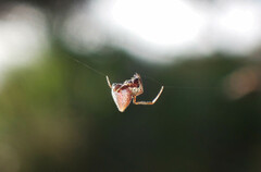 Argyrodes antipodianus