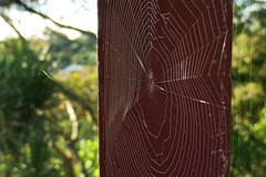 Argyrodes antipodianus
