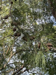 Allocasuarina torulosa