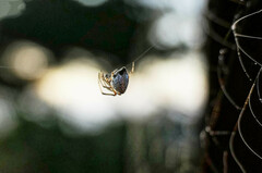 Argyrodes antipodianus