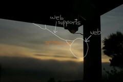 Argyrodes antipodianus