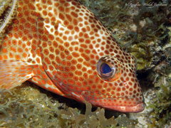 Epinephelus guttatus