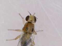 Elachiptera austriaca