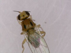 Elachiptera austriaca