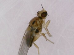 Elachiptera austriaca