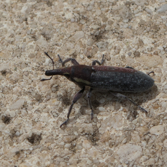 Lixus vilis