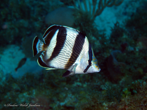 Banded Butterflyfish