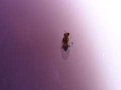 Elachiptera austriaca