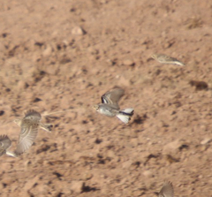 Calcarius ornatus