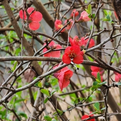 Chaenomeles