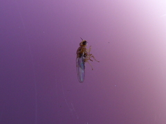 Elachiptera austriaca