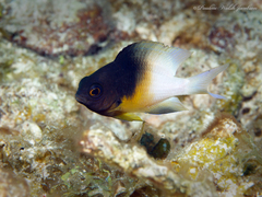 Stegastes partitus