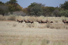 Damaliscus pygargus phillipsi