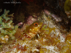 Malacoctenus triangulatus