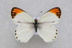 Colotis evagore