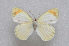 Colotis evagore