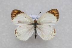 Colotis evagore