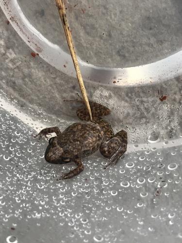 Eleutherodactylus planirostris observed 2023-02-23