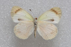 Colotis evagore