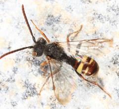 Nomada bella