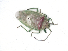 Acanthosomatinae