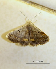 Acantholipes trimeni