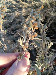 Artemisia absinthium
