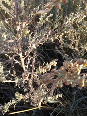 Artemisia absinthium