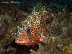 Epinephelus guttatus
