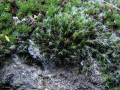 Grimmia lisae