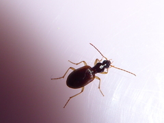 Oxypselaphus obscurus
