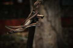 Oxybelis microphthalmus