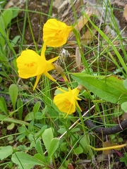 Narcissus bulbocodium