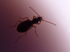 Oxypselaphus obscurus