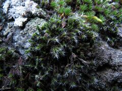 Grimmia lisae