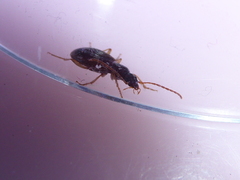 Oxypselaphus obscurus